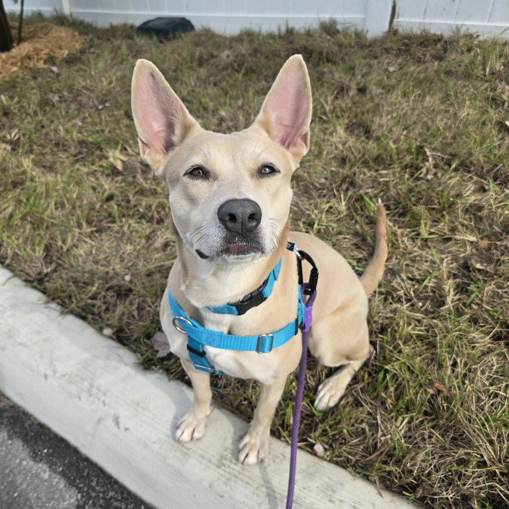 Enlarge Alice, a Adoptable Mixed Breed in Clearwater, FL image 2/3