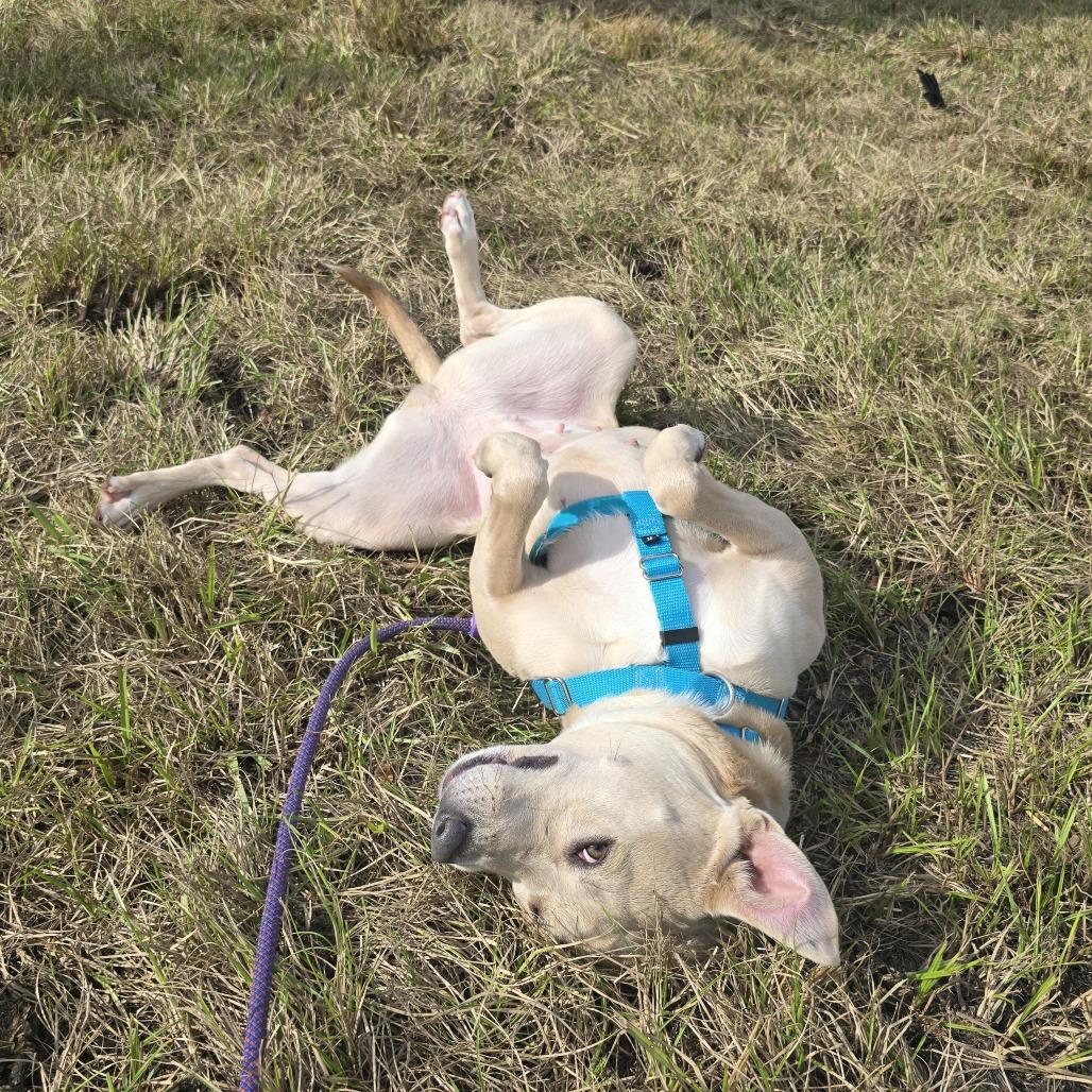 Enlarge Alice, a Adoptable Mixed Breed in Clearwater, FL image 3/3