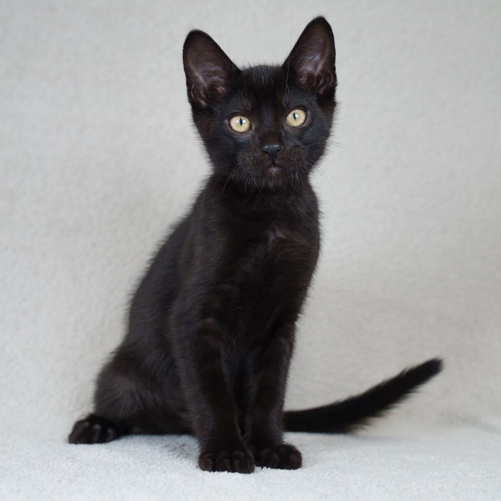 Rocco, Adoptable, Kitten Male Domestic Short Hair.