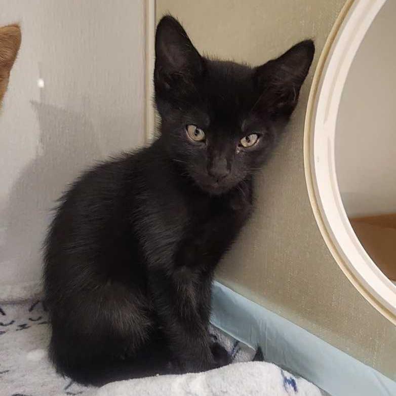 Rocco, a Adoptable Domestic Short Hair in Sunnyvale, CA image 2/2