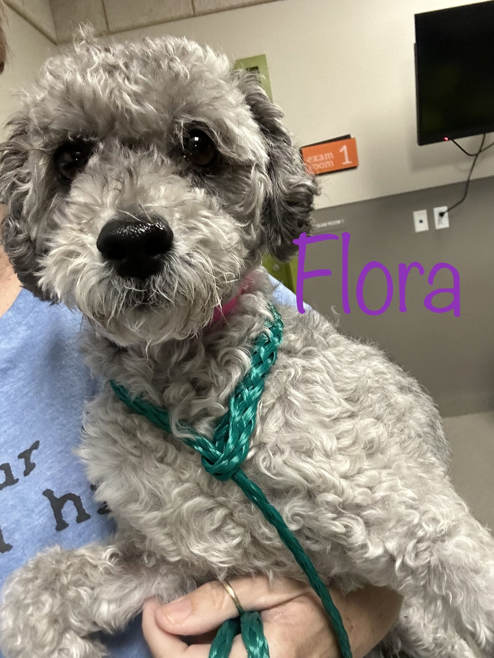 Dog for adoption Flora, a Poodle (Toy) in Las Vegas, NV Petfinder