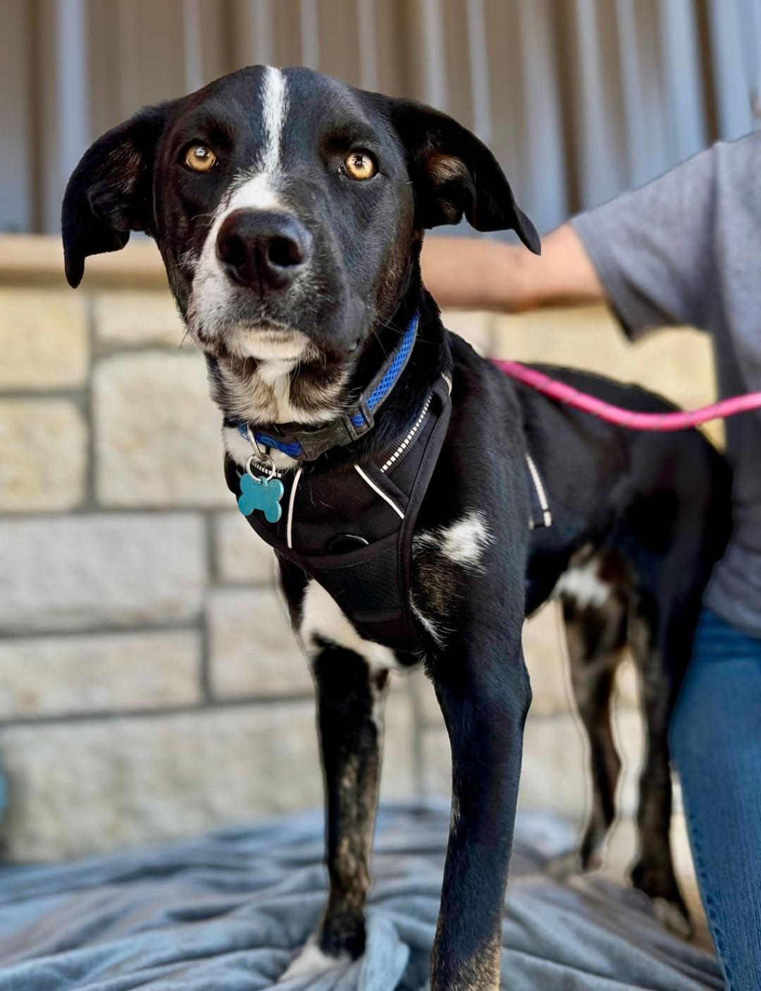 Jerry, an adoptable Mixed Breed in Spring, TX image 2/2