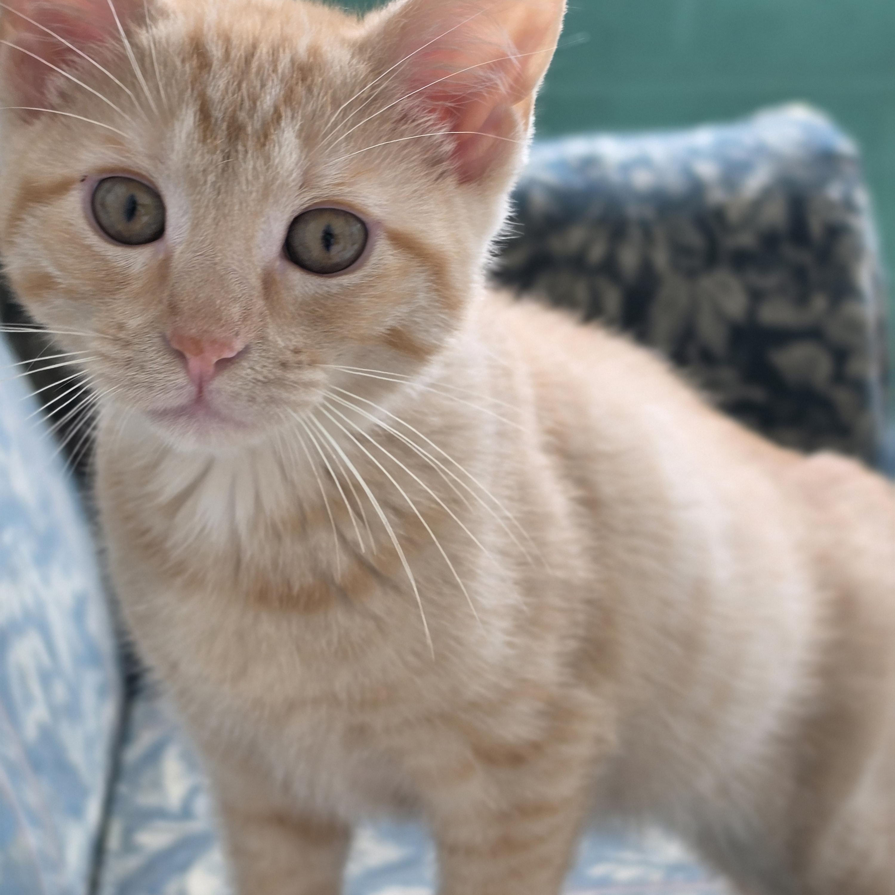 Garth, an adopted Domestic Short Hair in Dandridge, TN image 1/2