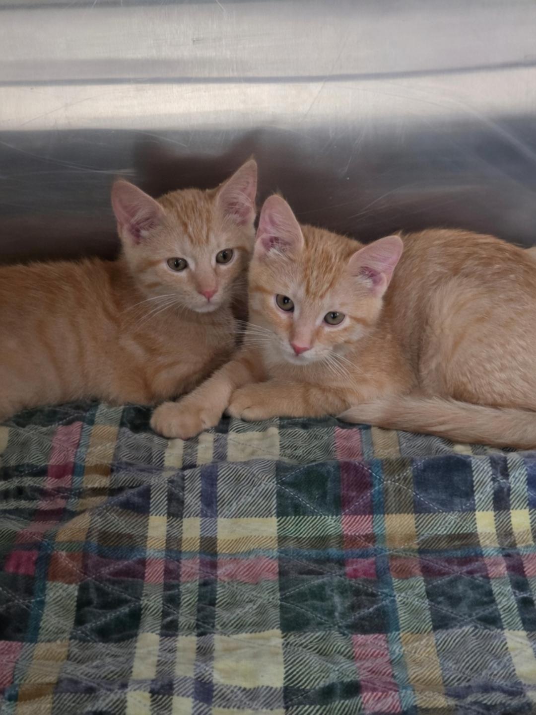 Garth, an adopted Domestic Short Hair in Dandridge, TN image 2/2