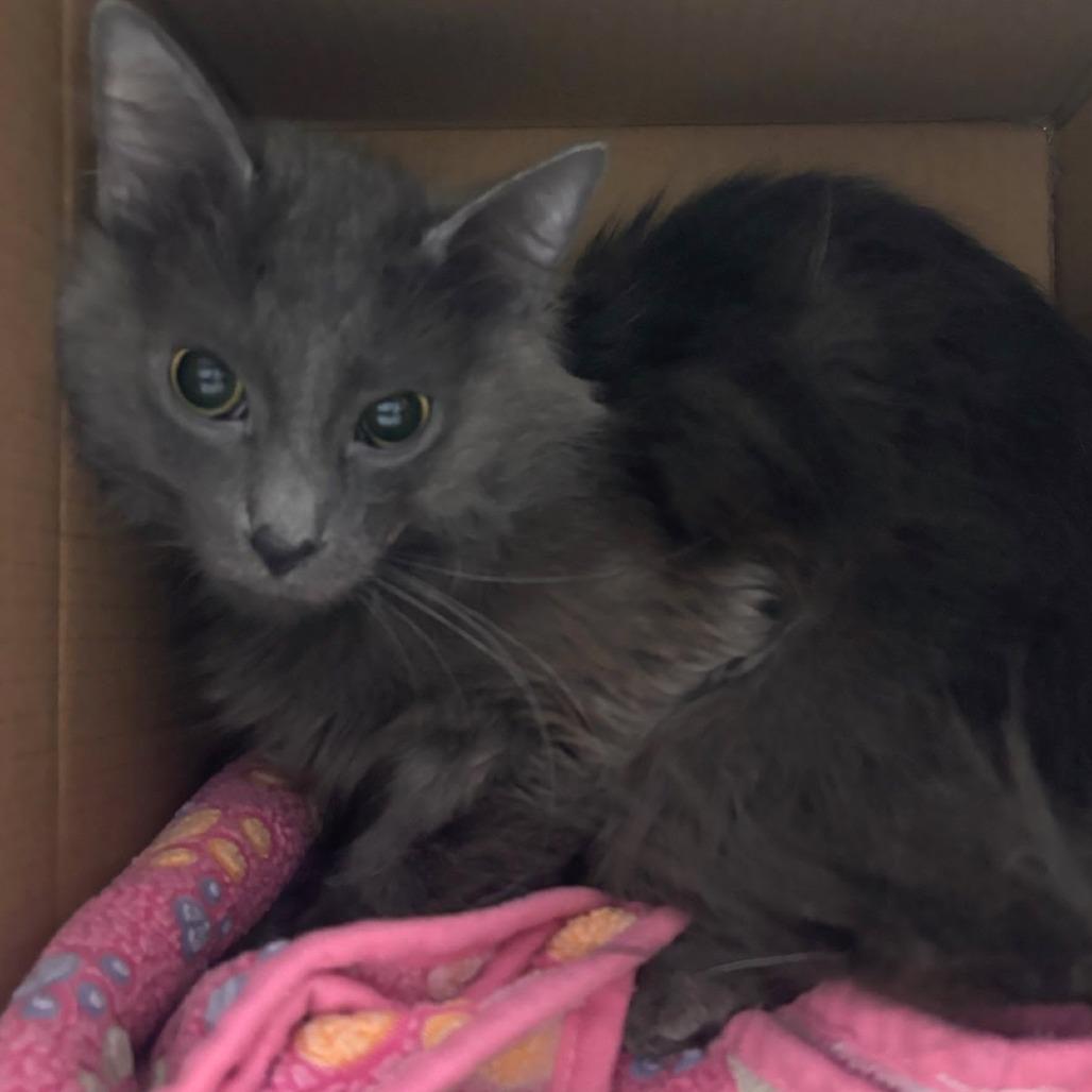 Cedric, Adoptable, Adult Male Domestic Long Hair.