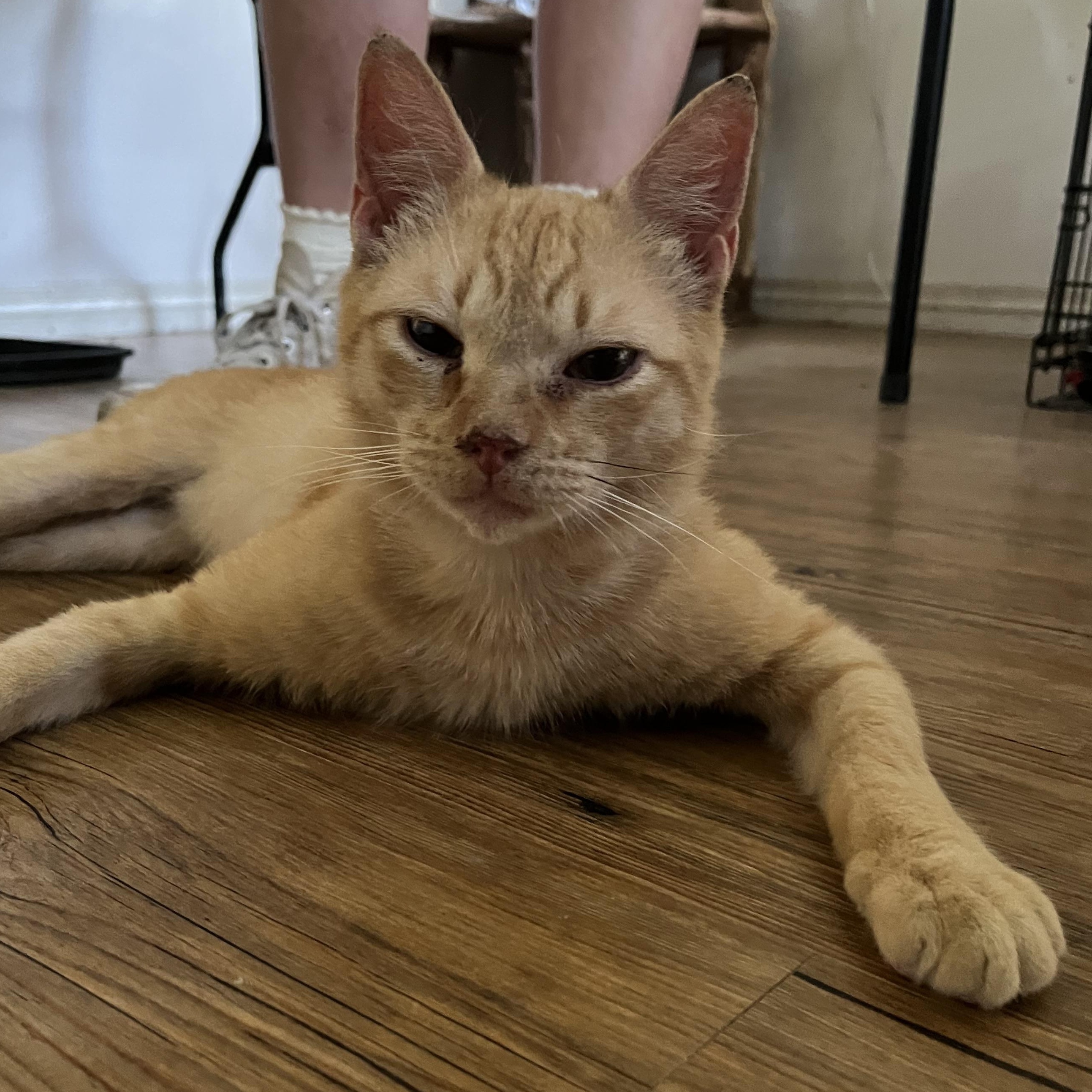 Enlarge Sam, a ADOPTABLE Domestic Short Hair in Hammond, LA image 2/4