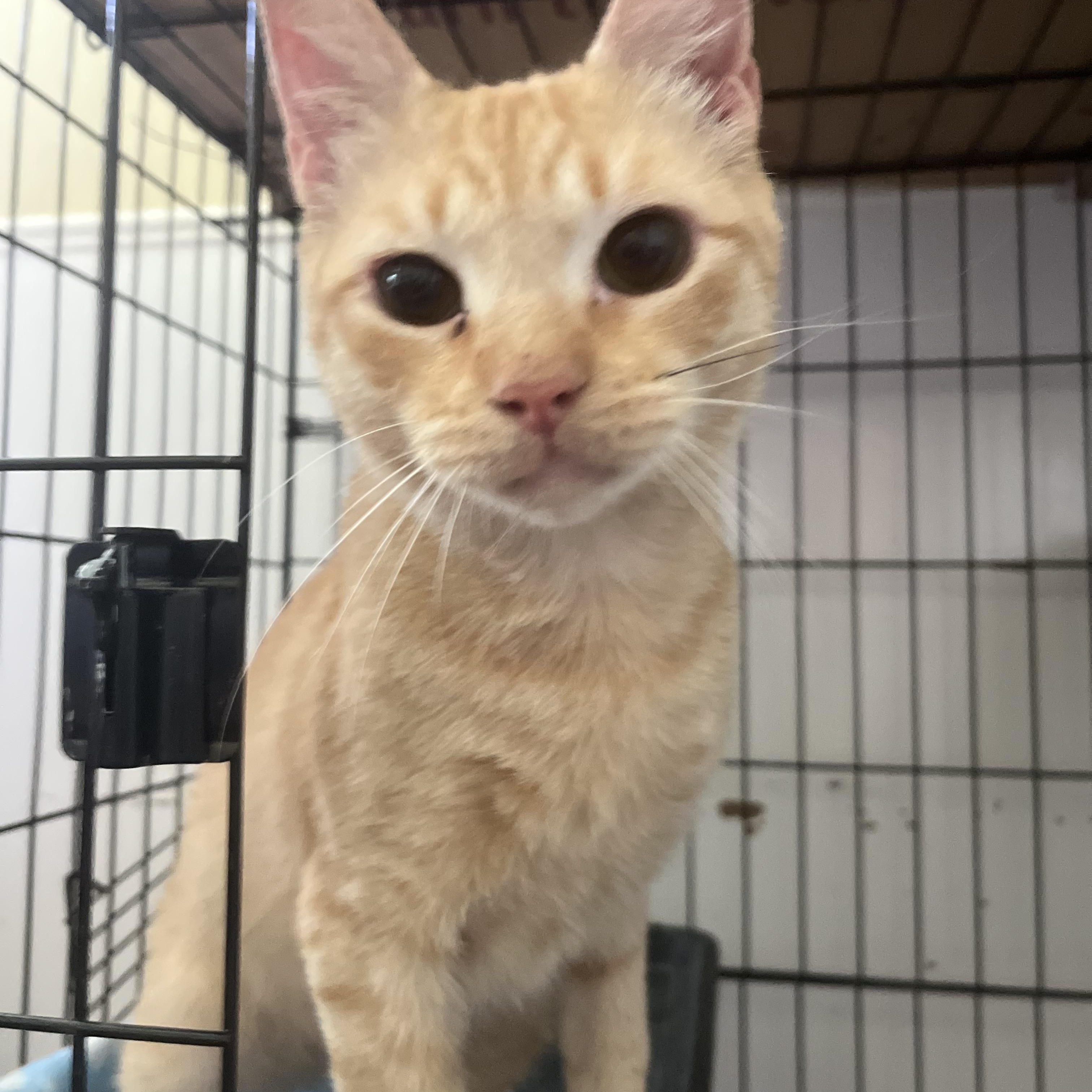 Sam, ADOPTABLE, Young Male Domestic Short Hair.