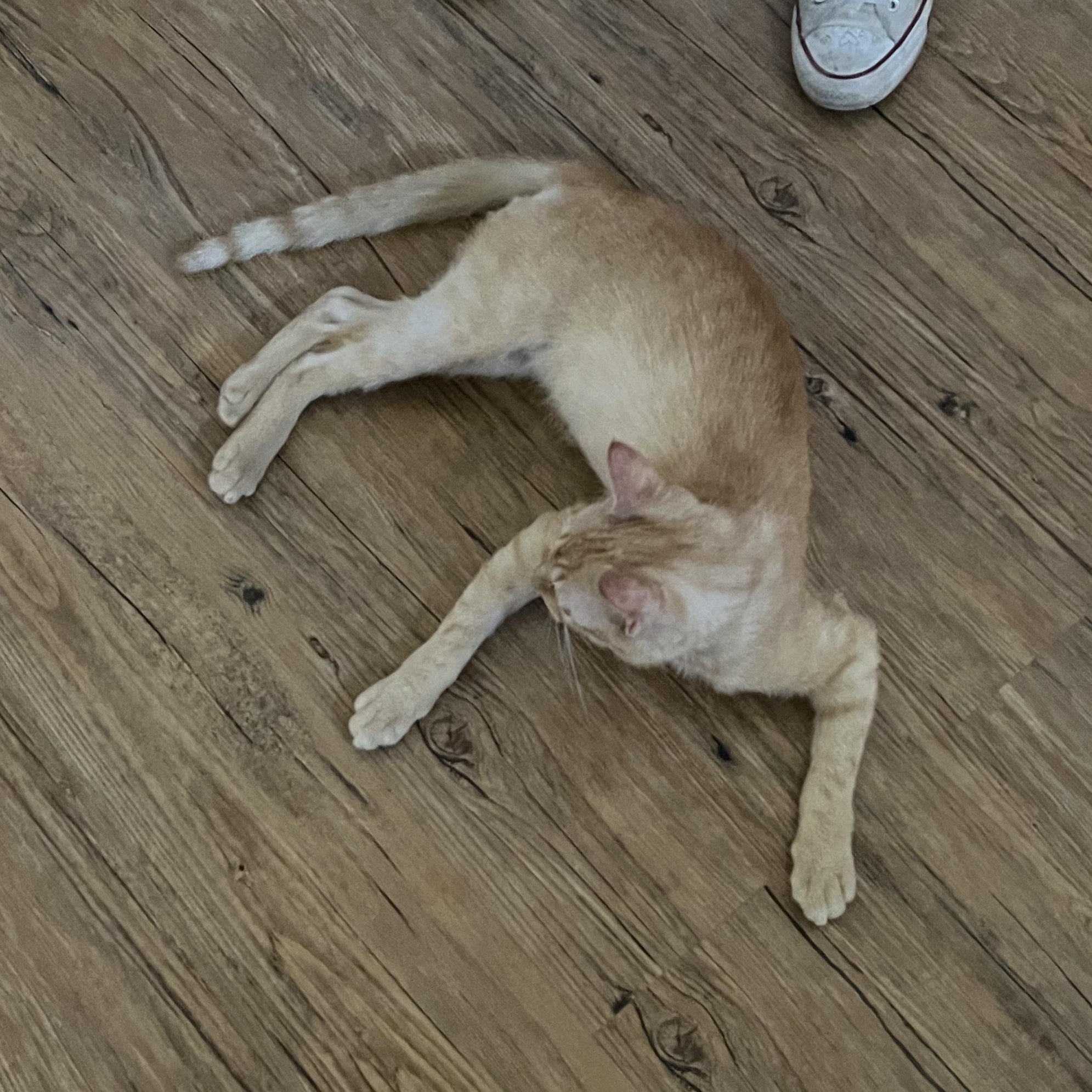 Enlarge Sam, a ADOPTABLE Domestic Short Hair in Hammond, LA image 4/4