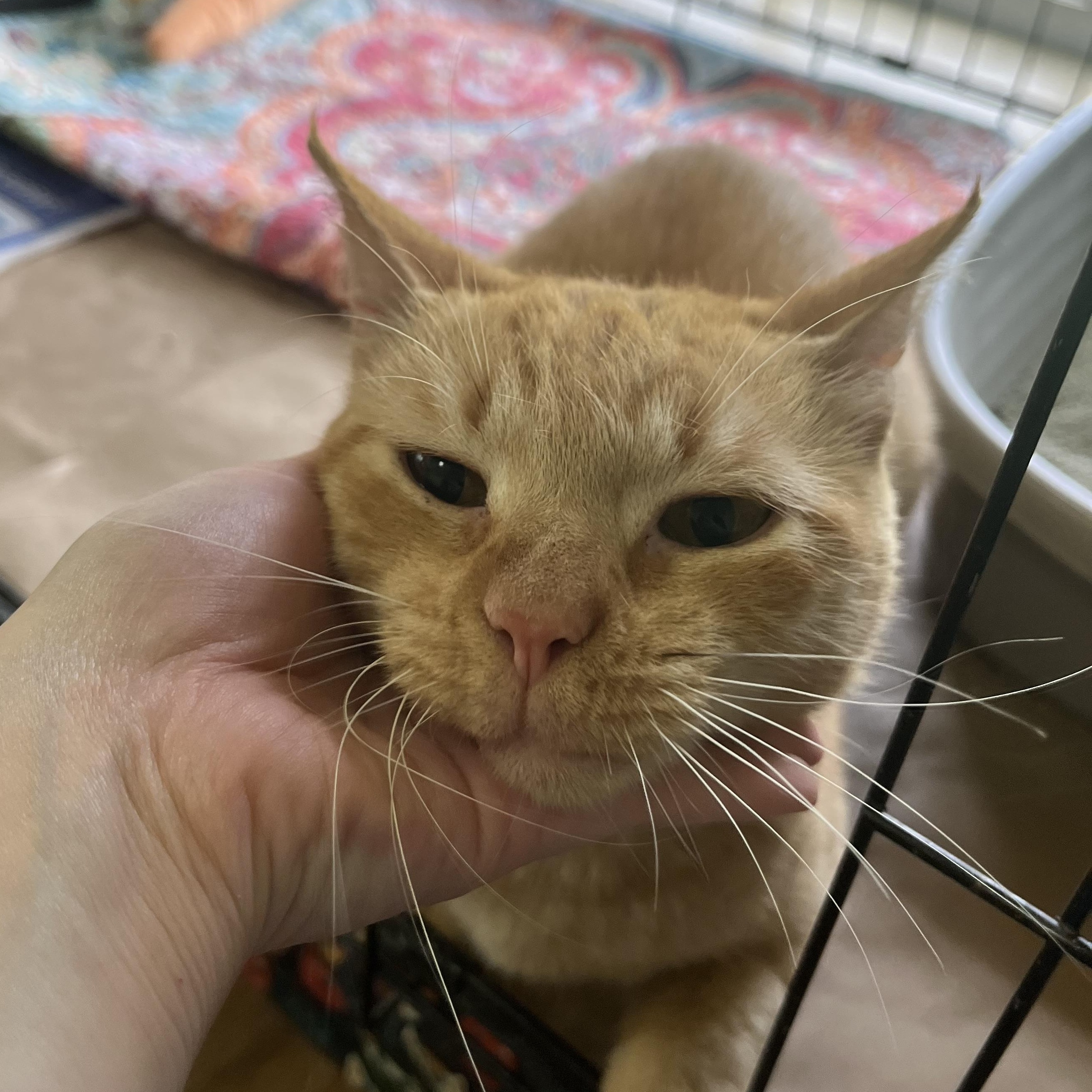 Enlarge Sam, a ADOPTABLE Domestic Short Hair in Hammond, LA image 3/4