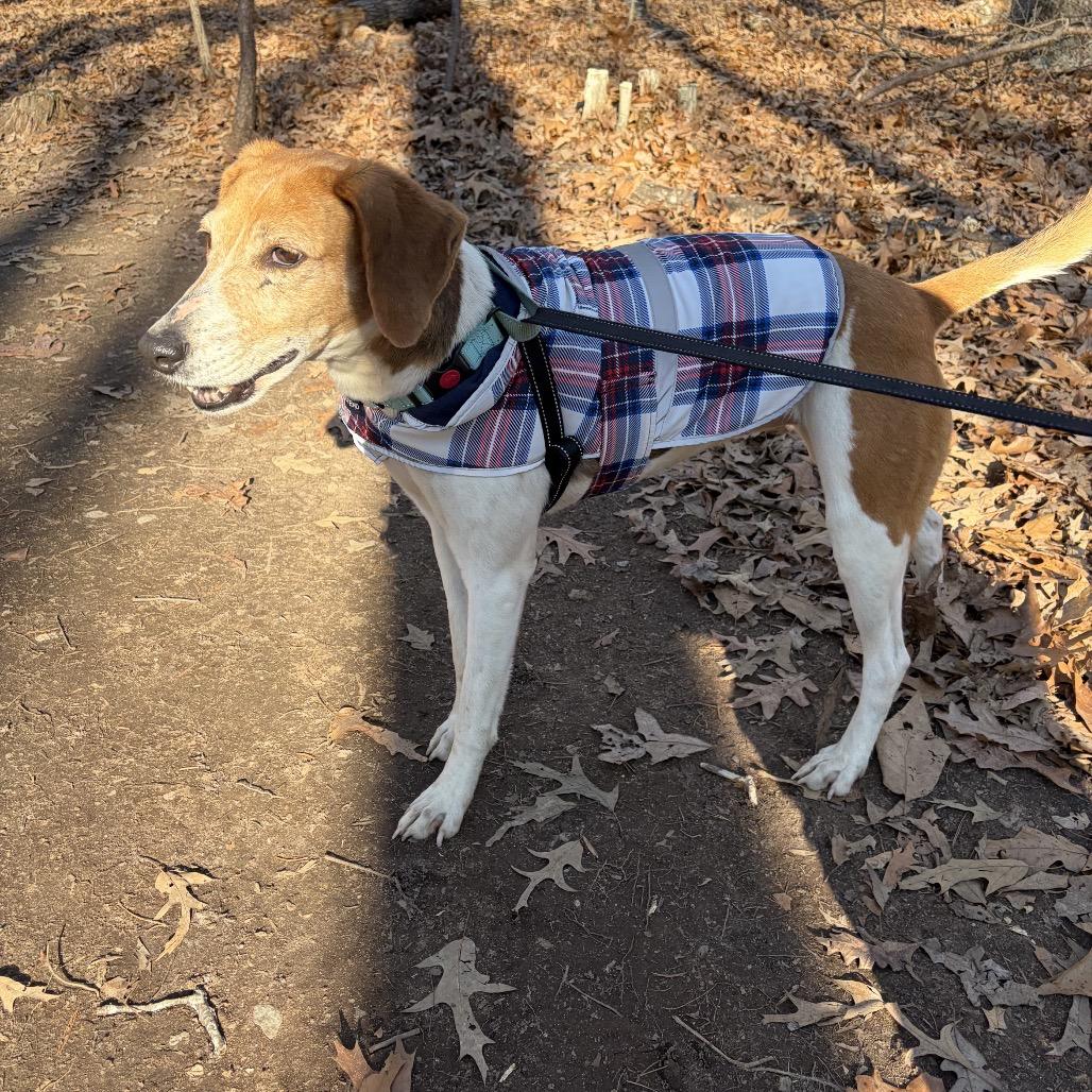 Enlarge Eve, a Adoptable Hound in Troy, VA image 1/2