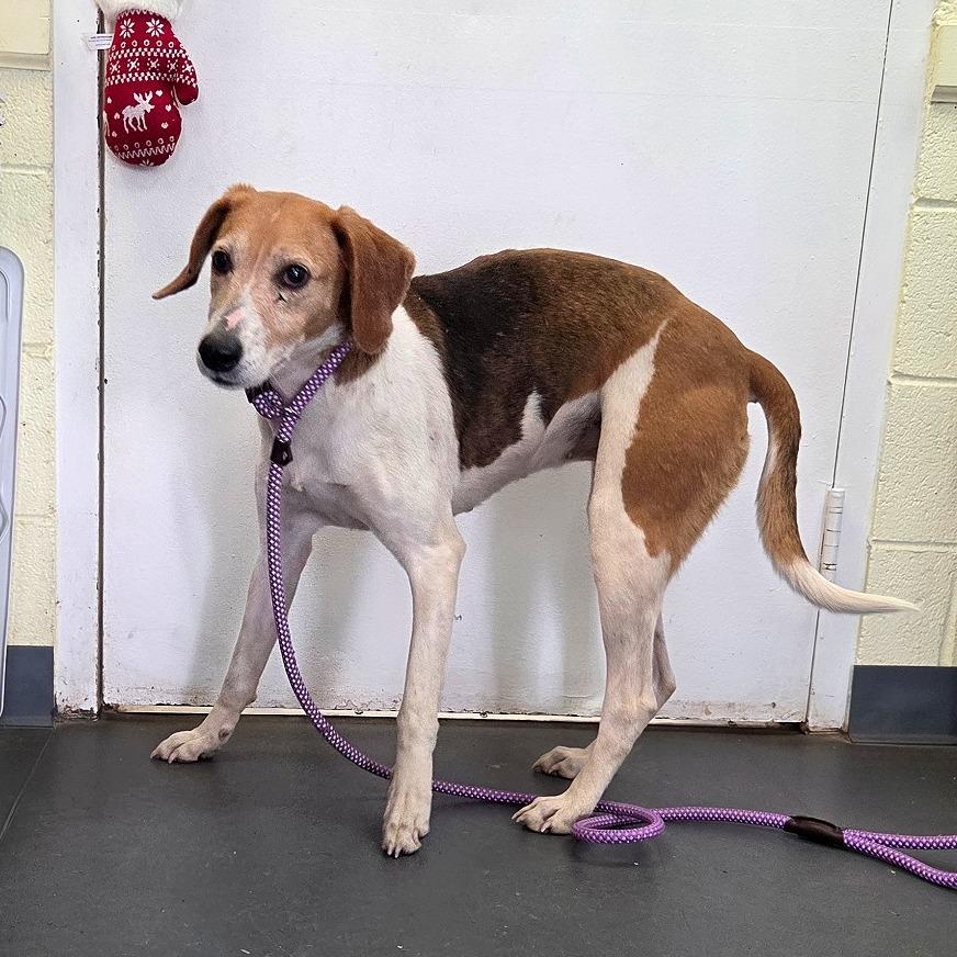 Enlarge Eve, a Adoptable Hound in Troy, VA image 2/2