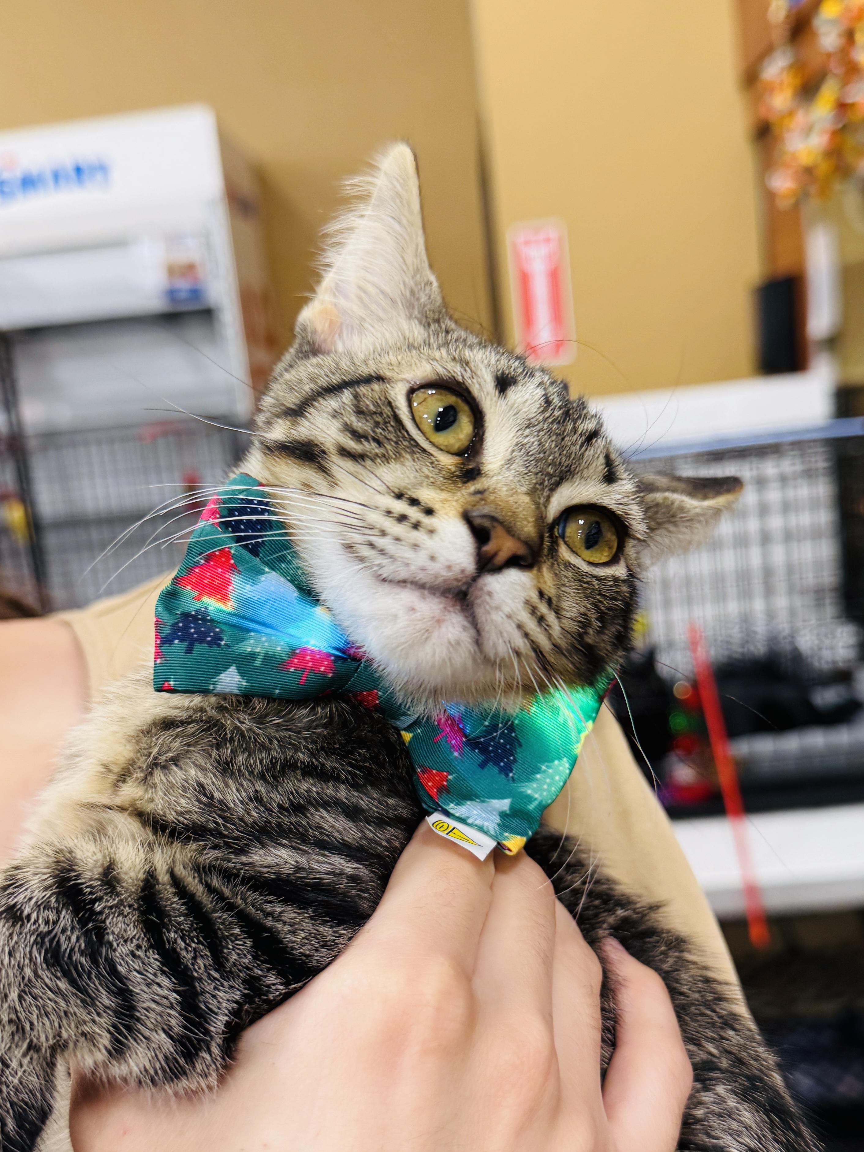 Buc-ee's, Adoptable, Young Male Domestic Short Hair.