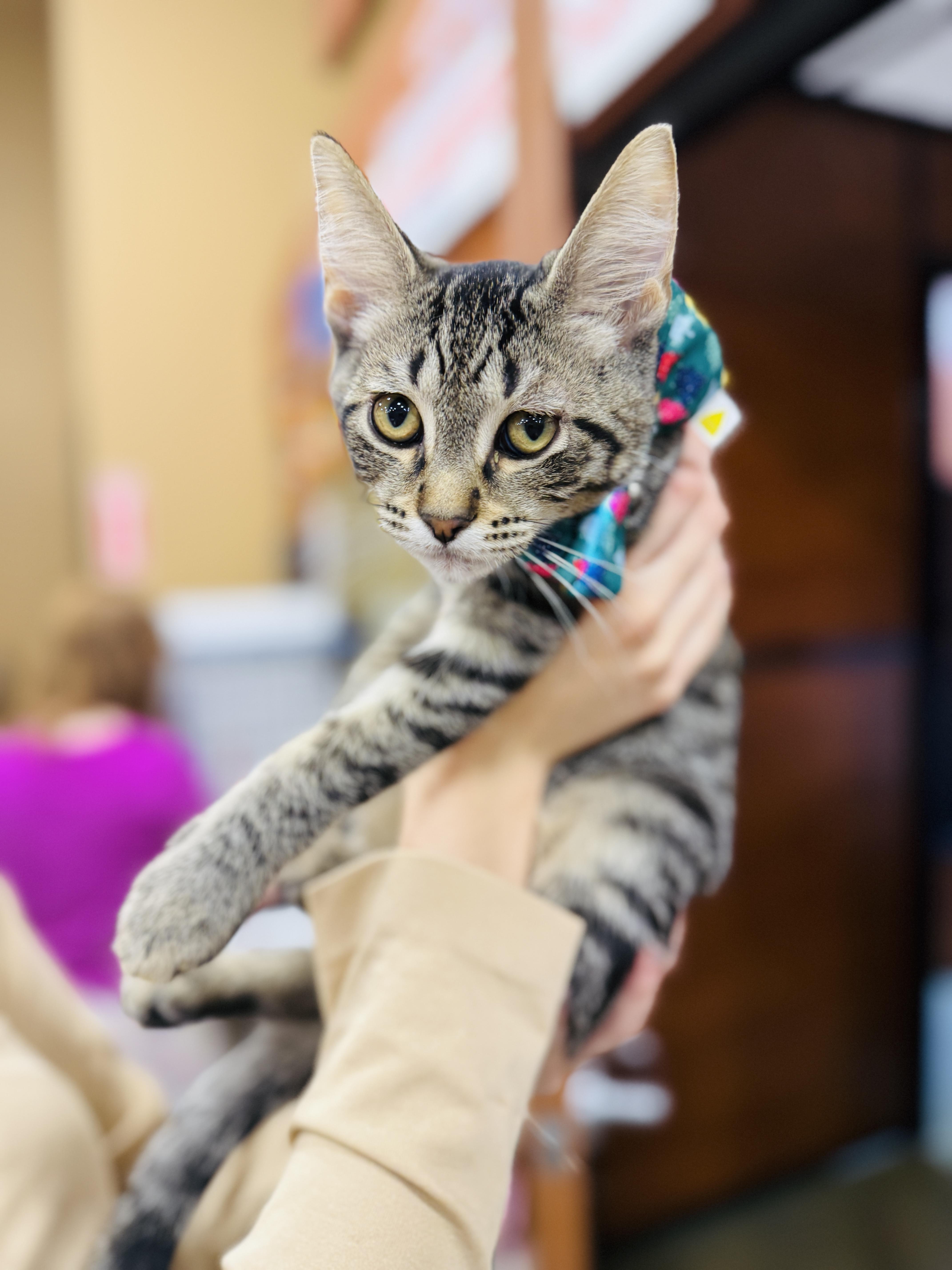 Enlarge Buc-ee's, a Adoptable Domestic Short Hair in Kissimmee, FL image 2/3