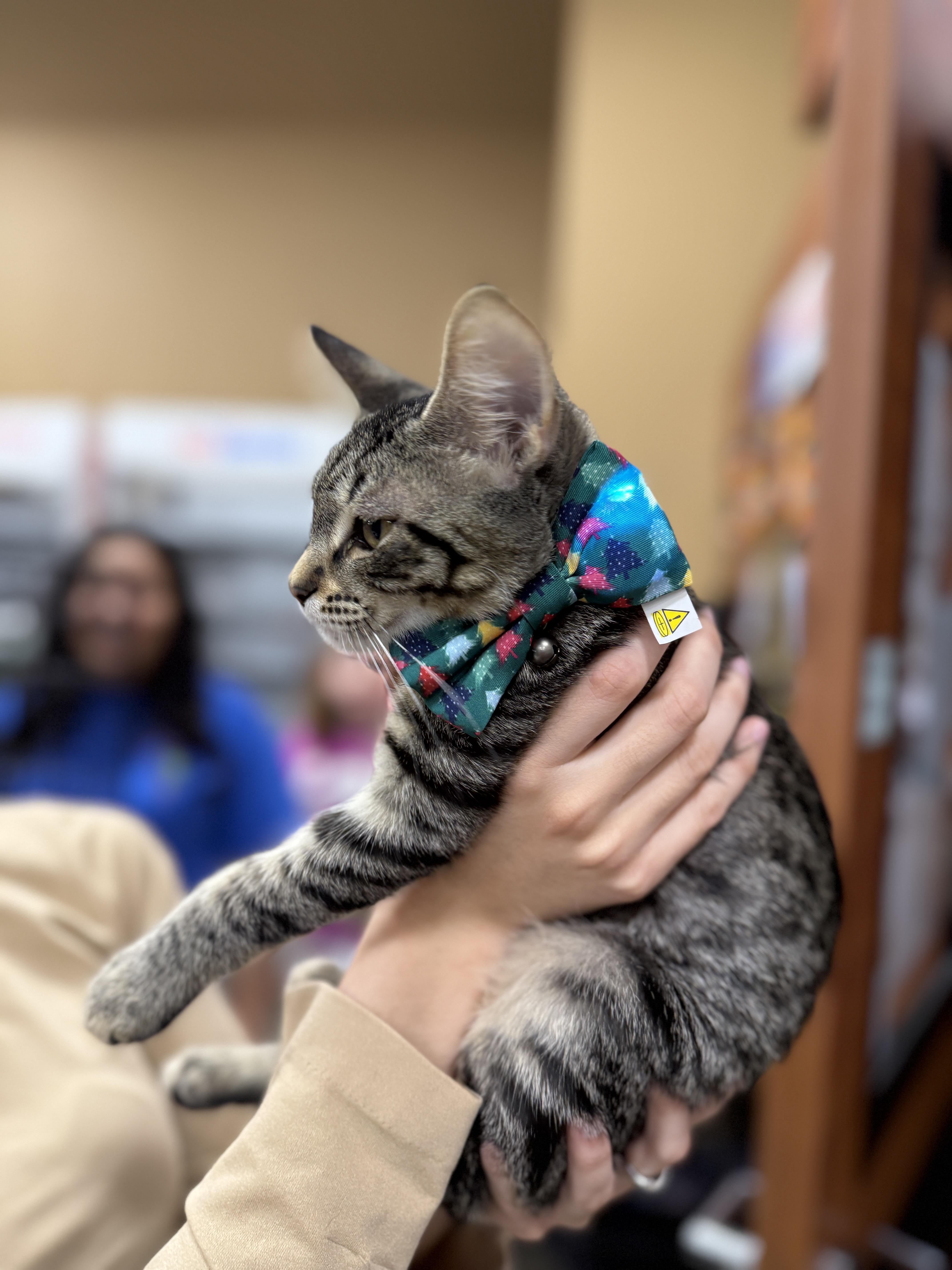 Enlarge Buc-ee's, a Adoptable Domestic Short Hair in Kissimmee, FL image 3/3