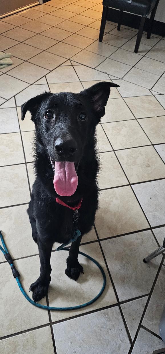 Enlarge SQUIDGEY, a Adoptable mixed breed in Du Quoin, IL image 1/1