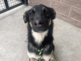 Mochi, Adoptable, Young Male German Shepherd Dog & Mixed Breed.