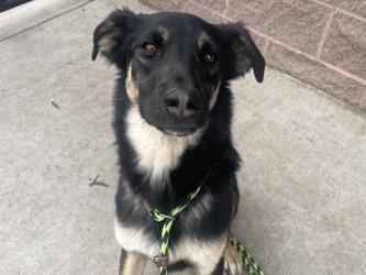 Enlarge Mochi, a Adoptable mixed breed in Boulder, CO image 2/3