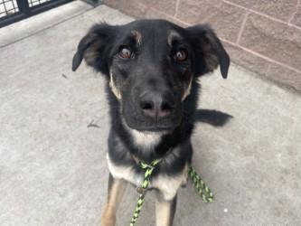 Enlarge Mochi, a Adoptable mixed breed in Boulder, CO image 3/3