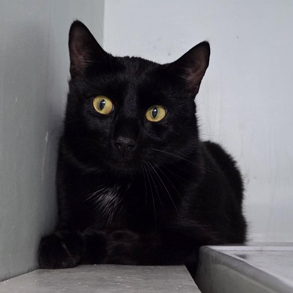 Shiloh, Adoptable, Adult Male Domestic Short Hair.