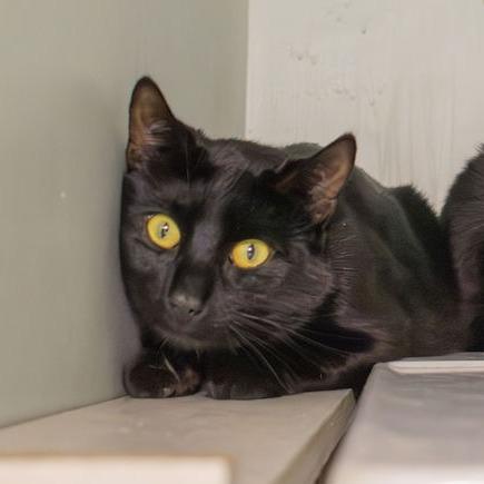 Shiloh, a Adoptable Domestic Short Hair in Brimfield, MA image 2/4