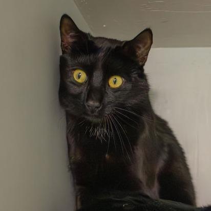 Shiloh, a Adoptable Domestic Short Hair in Brimfield, MA image 3/4
