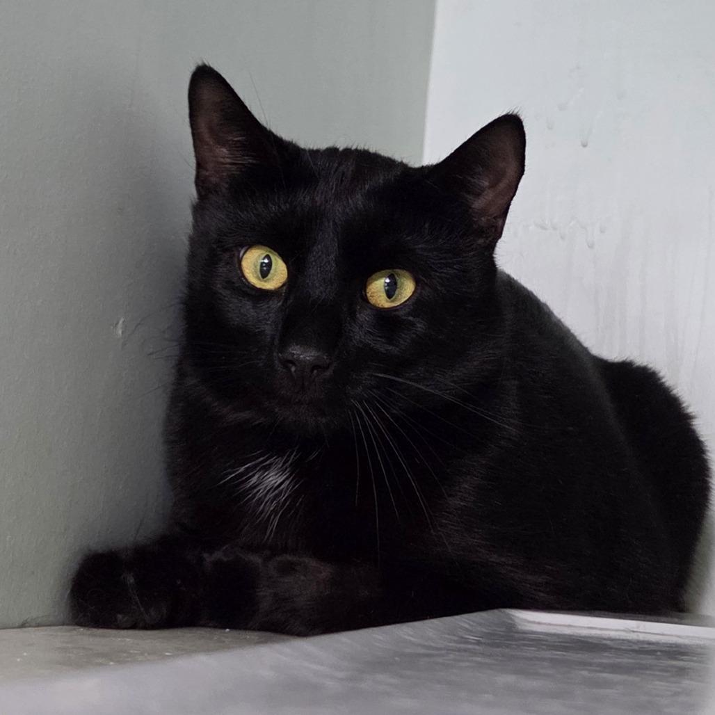 Shiloh, a Adoptable Domestic Short Hair in Brimfield, MA image 4/4