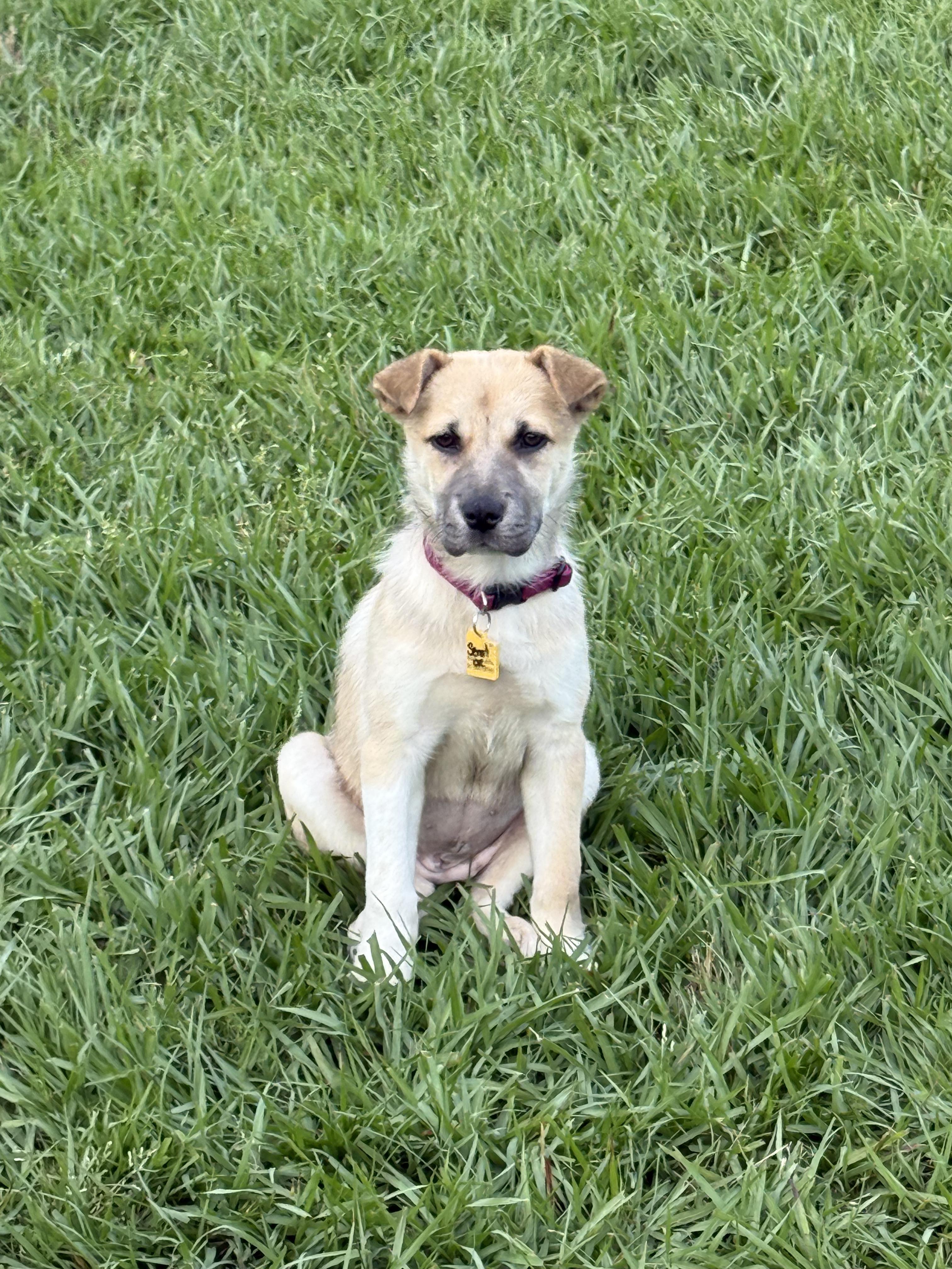 Origami, an adopted mixed breed in New Orleans, LA image 2/3