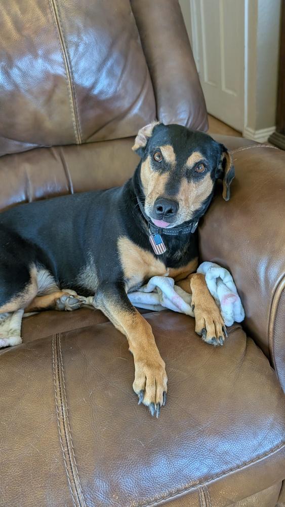 Enlarge Huff, a Adoptable mixed breed in Parker, CO image 1/3