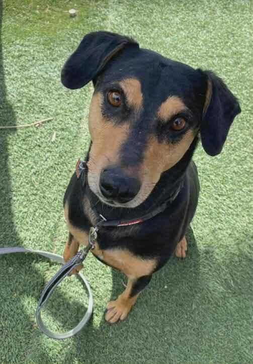 Enlarge Huff, a Adoptable mixed breed in Parker, CO image 2/3