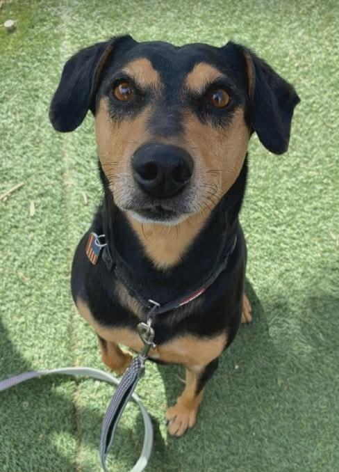Enlarge Huff, a Adoptable mixed breed in Parker, CO image 3/3