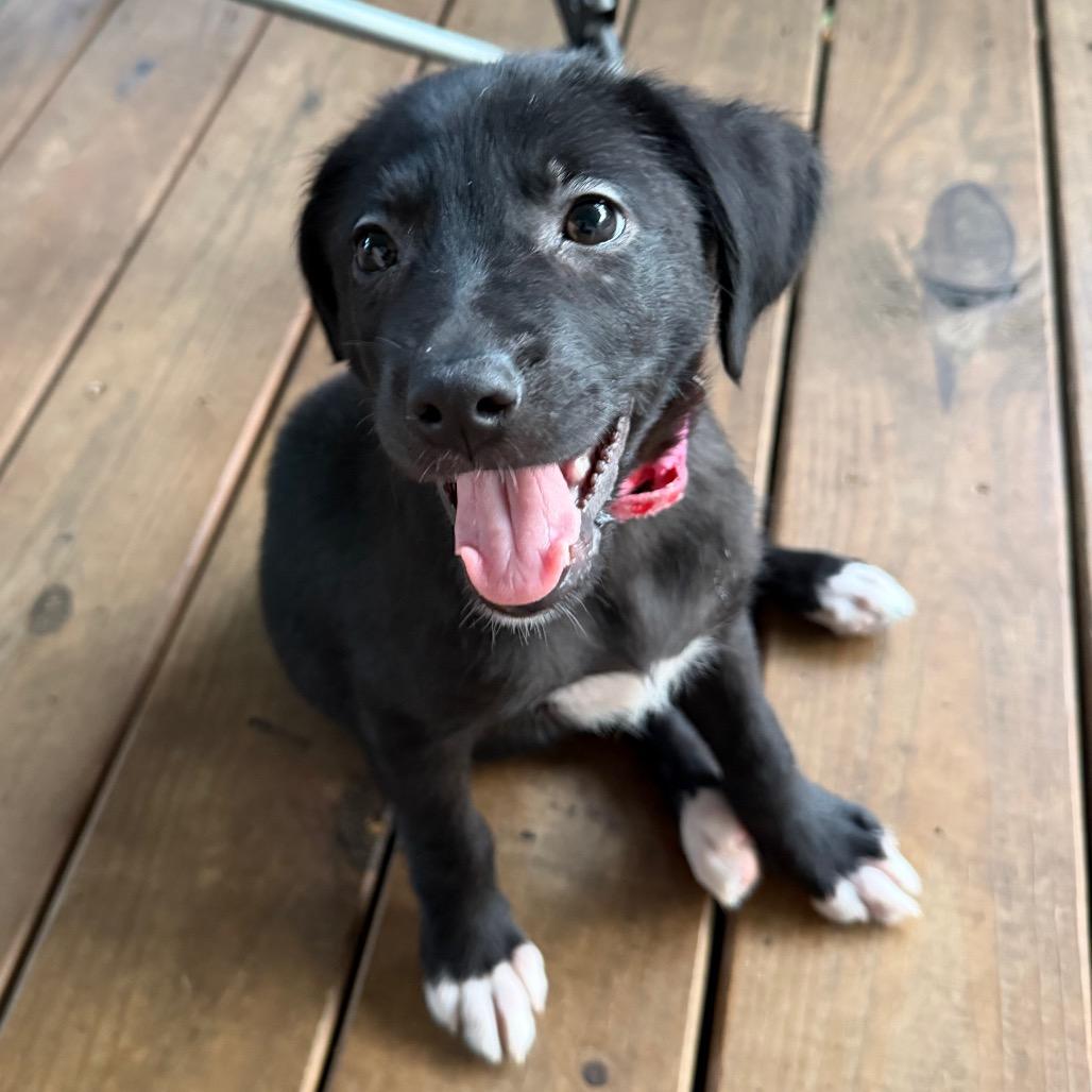 Enlarge Rowena, a Adoptable mixed breed in Rossville, GA image 1/3