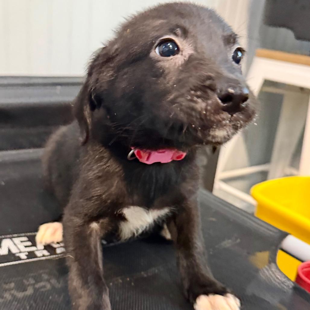 Enlarge Rowena, a Adoptable mixed breed in Rossville, GA image 2/3