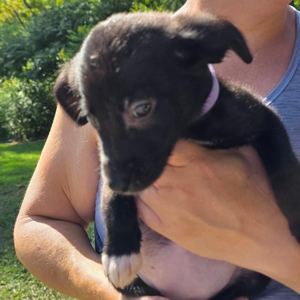Enlarge Rowena, a Adoptable mixed breed in Rossville, GA image 3/3