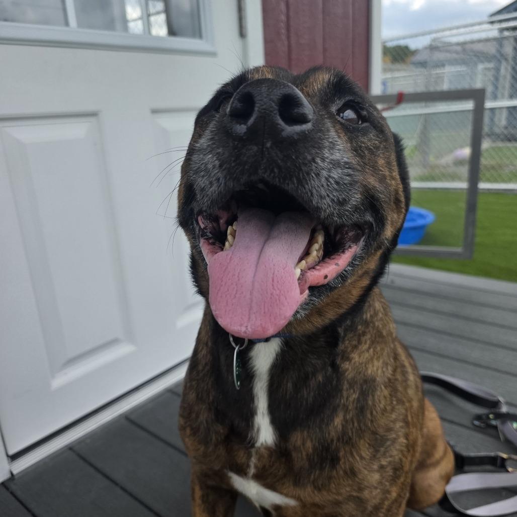 Enlarge Beau, a Adoptable mixed breed in East Smithfield , PA image 1/6