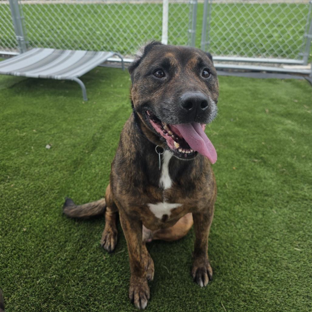 Enlarge Beau, a Adoptable mixed breed in East Smithfield , PA image 2/6