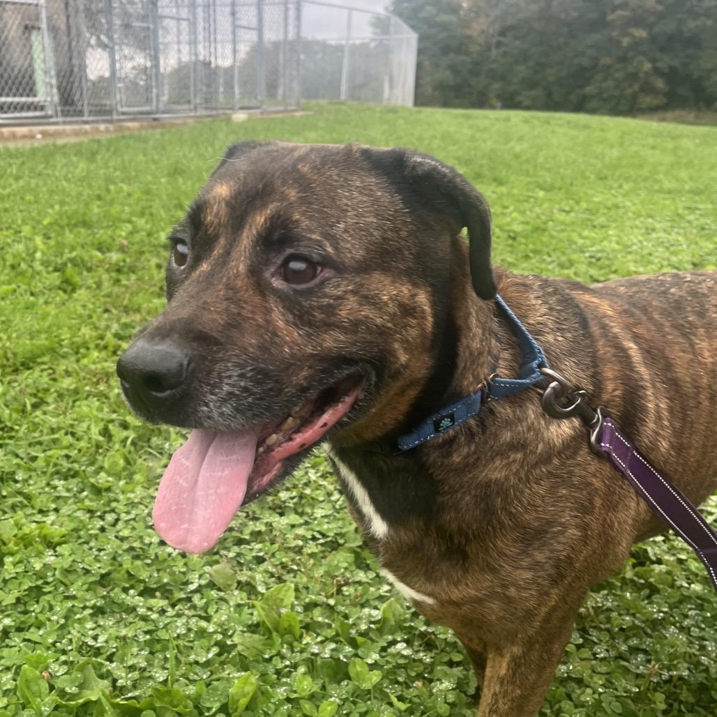 Enlarge Beau, a Adoptable mixed breed in East Smithfield , PA image 3/6
