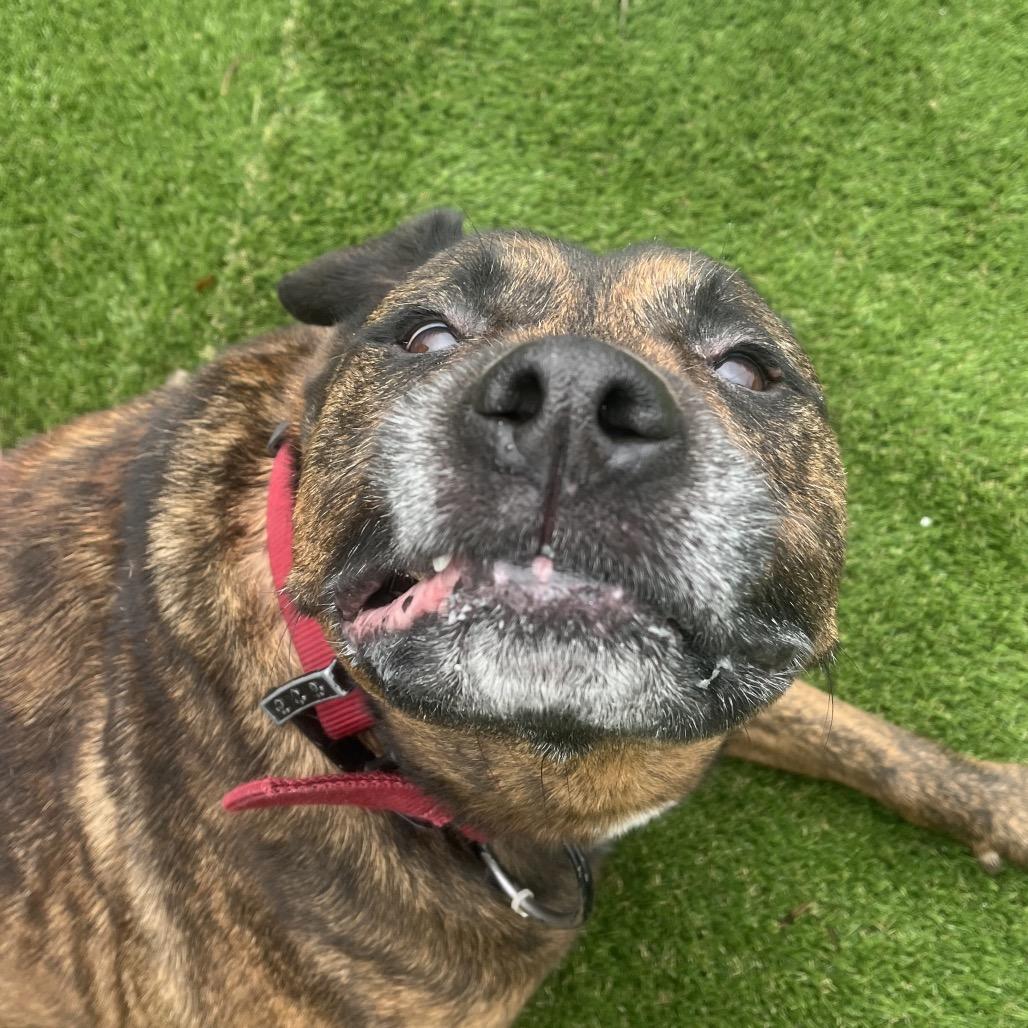 Enlarge Beau, a Adoptable mixed breed in East Smithfield , PA image 4/6
