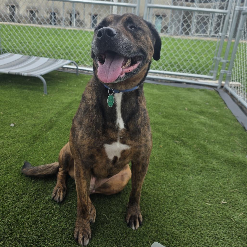 Enlarge Beau, a Adoptable mixed breed in East Smithfield , PA image 5/6