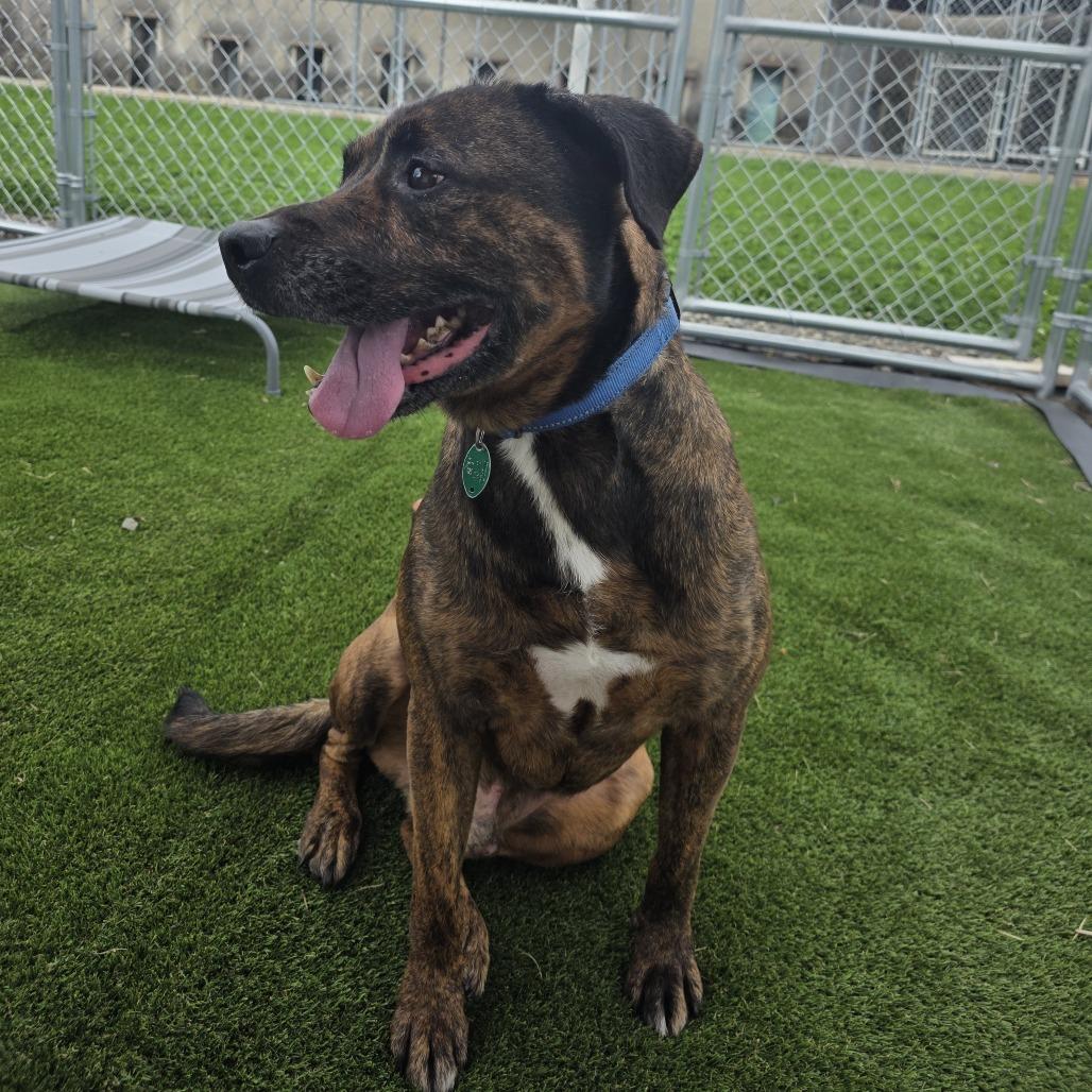 Enlarge Beau, a Adoptable mixed breed in East Smithfield , PA image 6/6