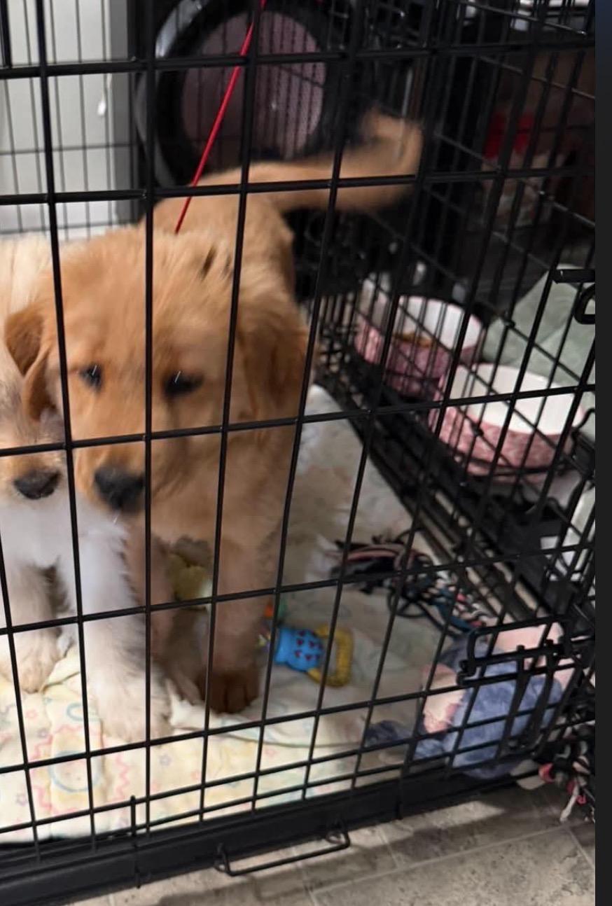 Red, adopted, Young Female Golden Retriever & Chow Chow.
