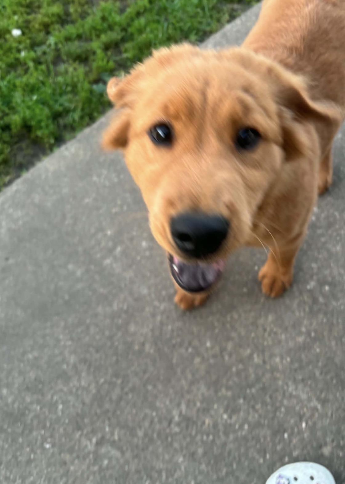 Enlarge Red, an adopted mixed breed in Pacifica, CA image 4/6