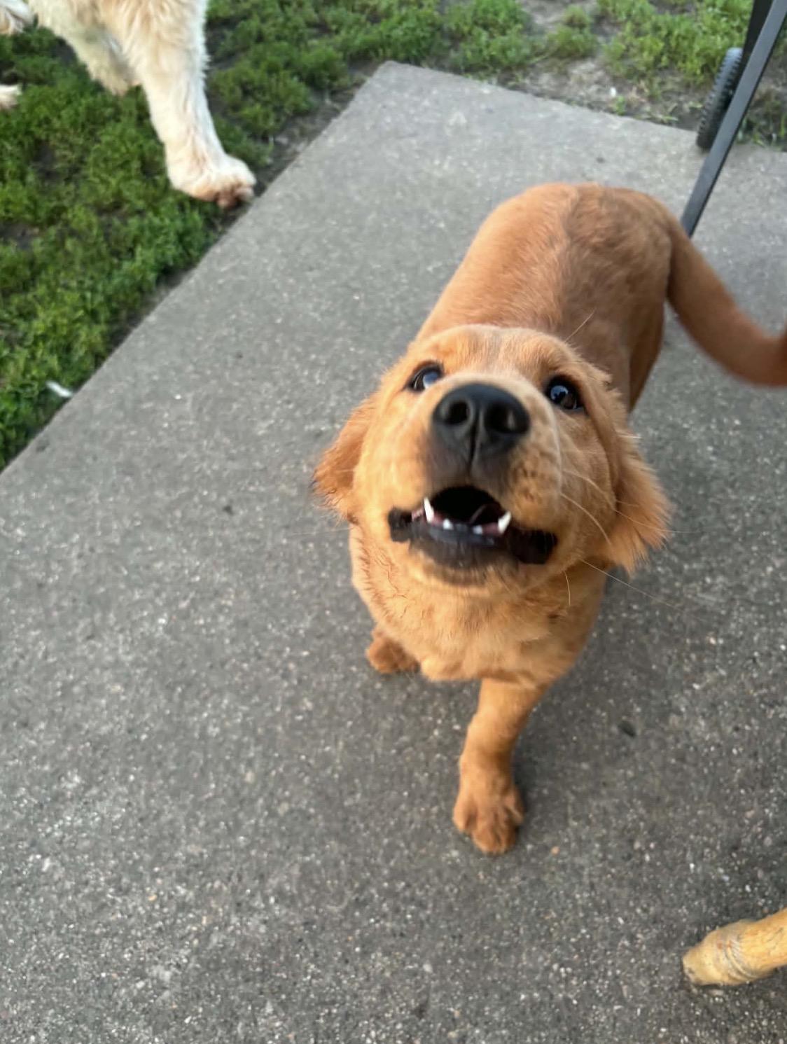 Enlarge Red, an adopted mixed breed in Pacifica, CA image 3/6