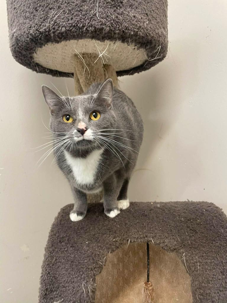 Phoenix, a Adoptable mixed breed in Albany, GA image 2/4