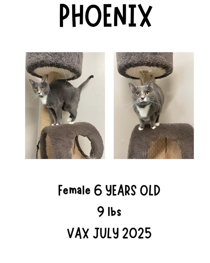 Phoenix, a Adoptable mixed breed in Albany, GA image 3/4