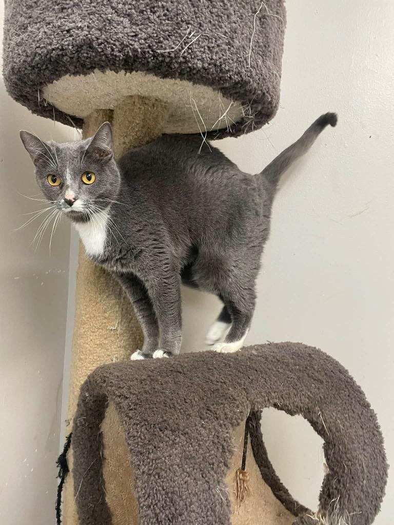 Phoenix, a Adoptable mixed breed in Albany, GA image 4/4