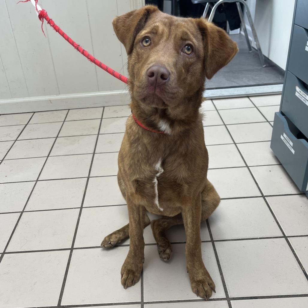 Pinky (One-Eyed Willow)