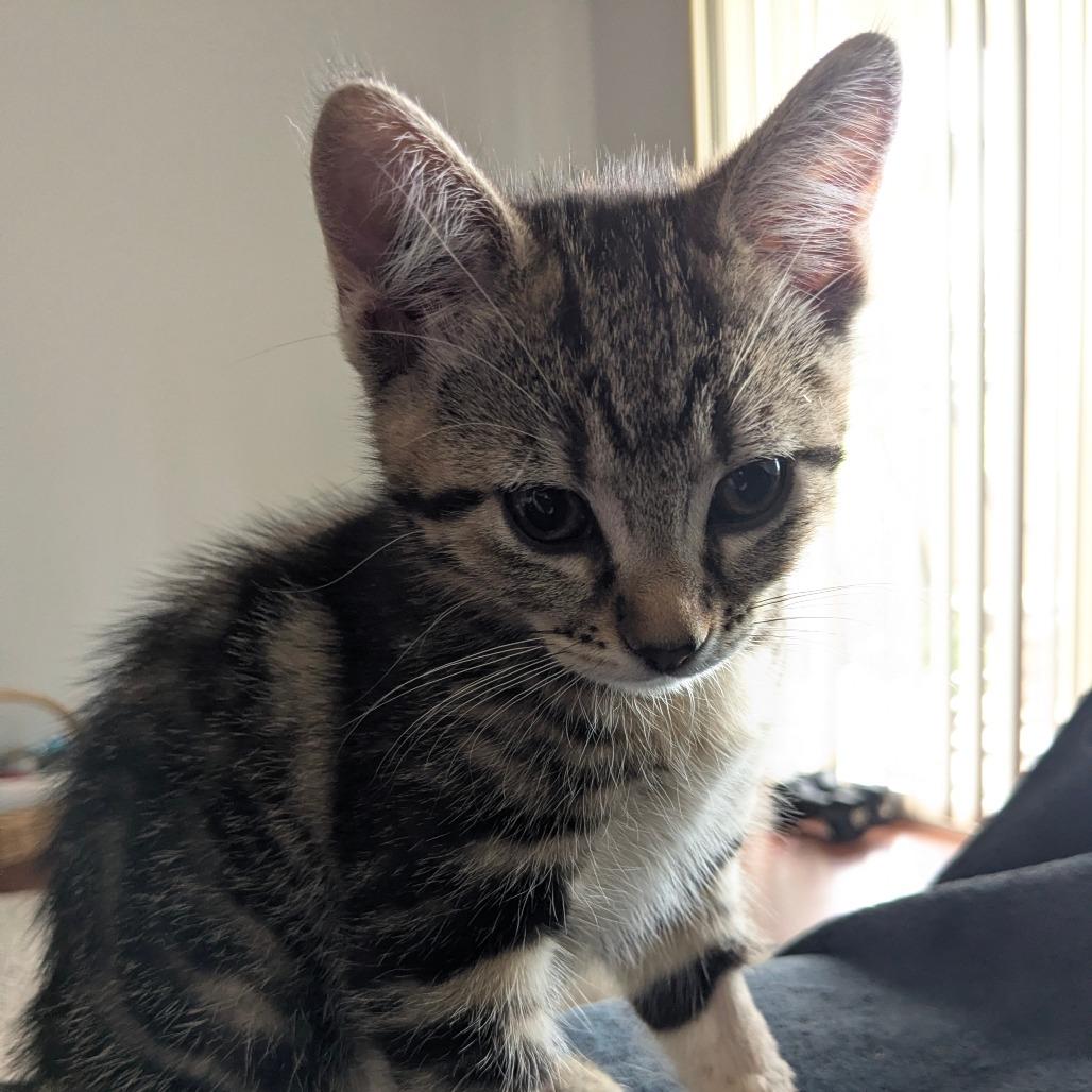 Page, Adoptable, Kitten Female Domestic Short Hair.