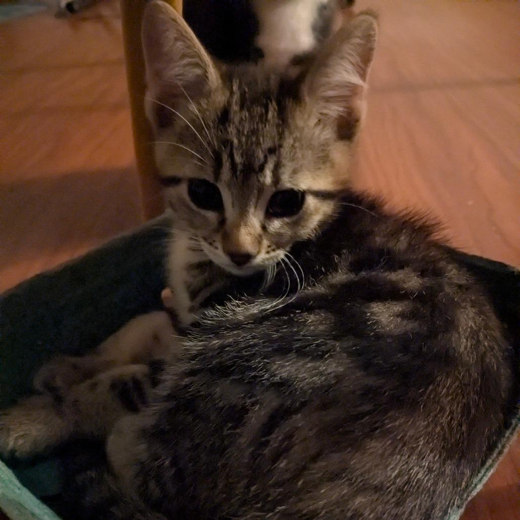 Page, a Adoptable Domestic Short Hair in Abbotsford, BC image 2/4