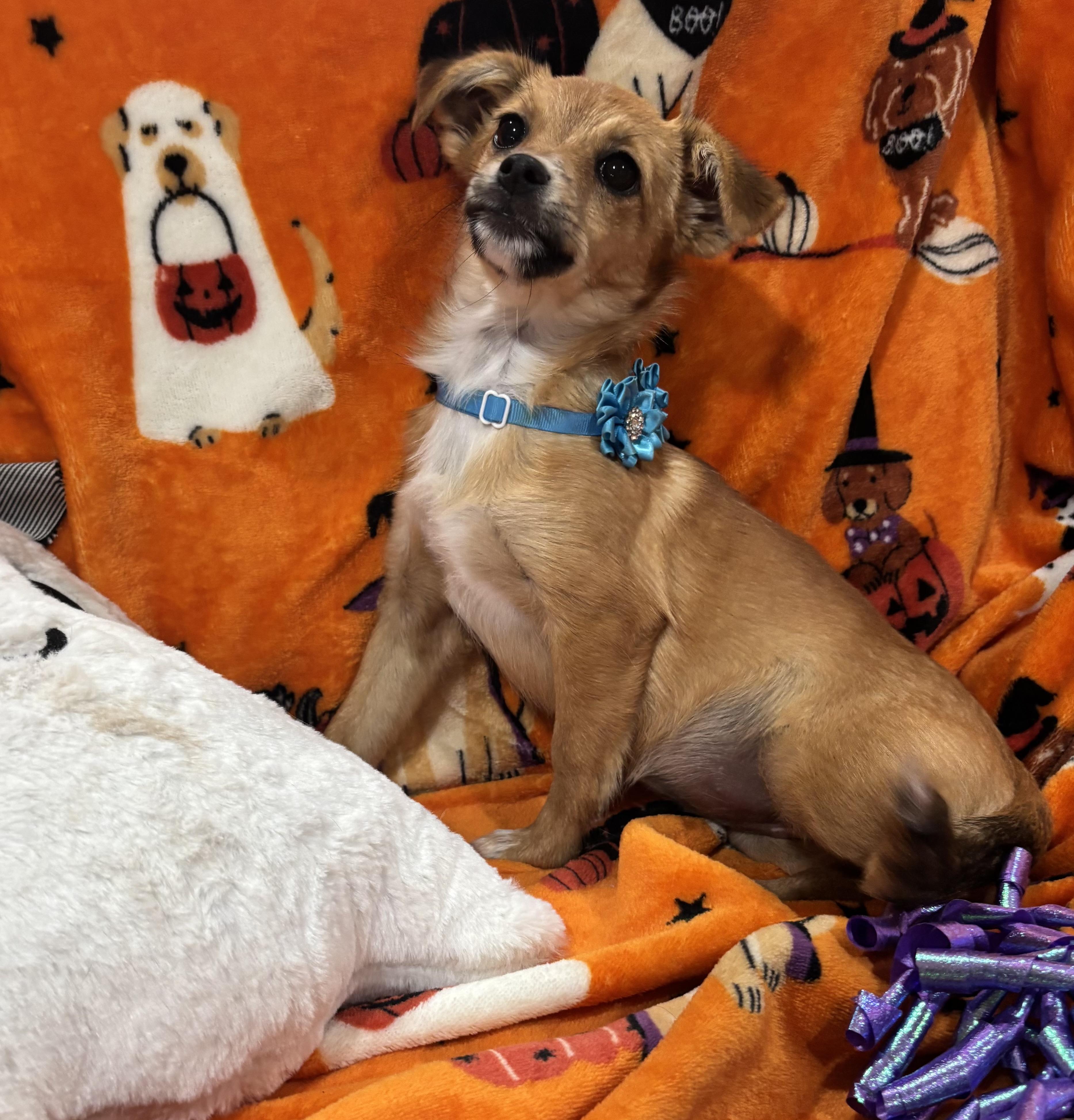 Enlarge Annie, a Adopted mixed breed in Foster, OR image 3/6