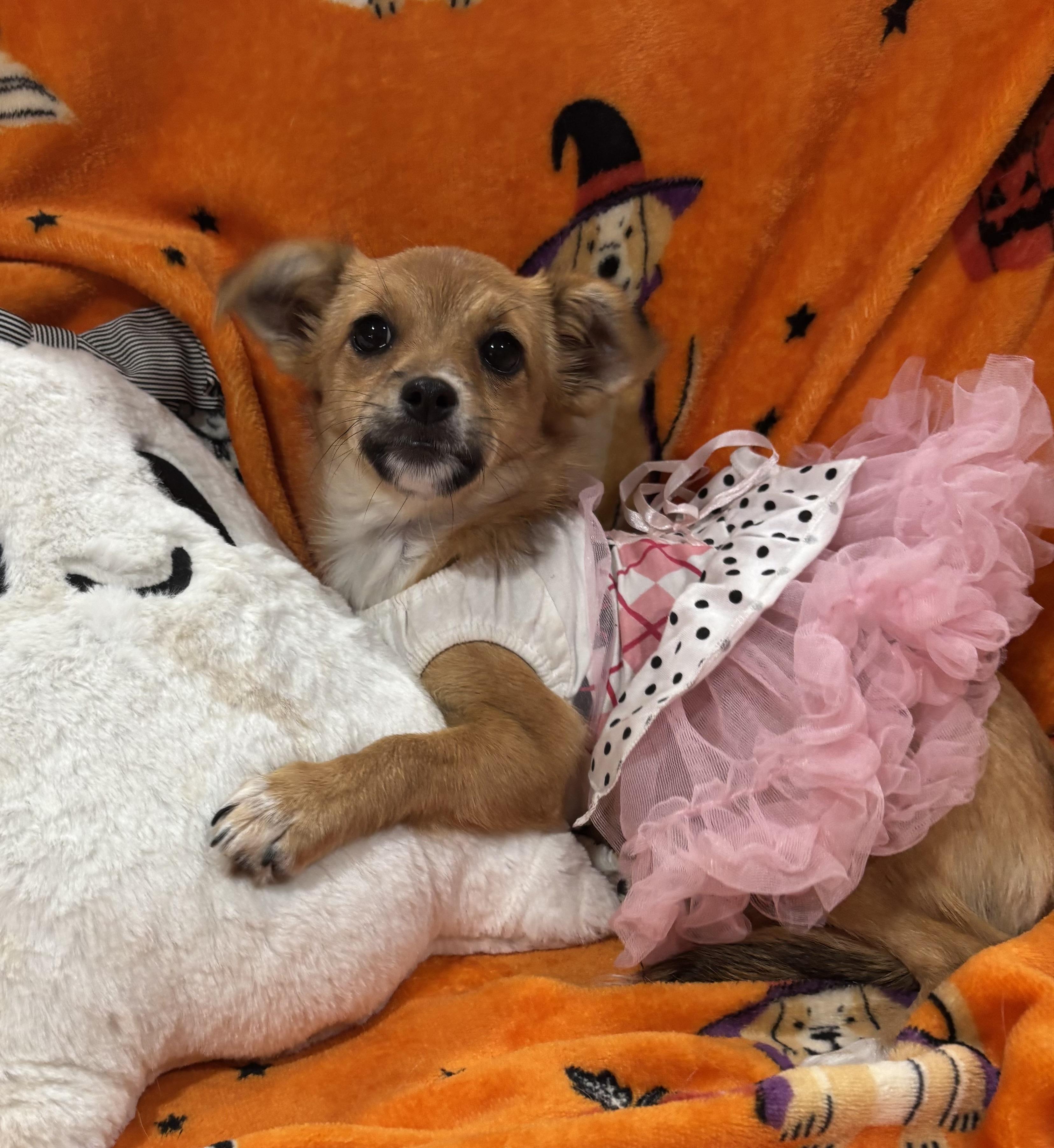 Enlarge Annie, a Adopted mixed breed in Foster, OR image 6/6